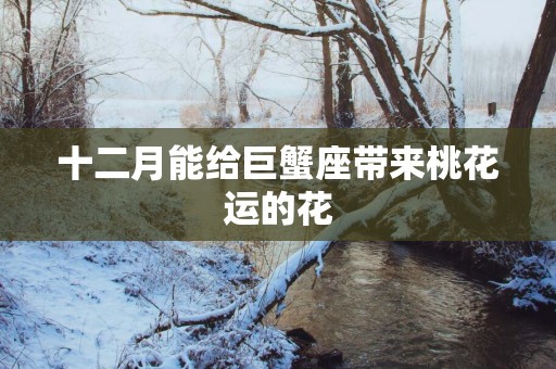 十二月能给巨蟹座带来桃花运的花