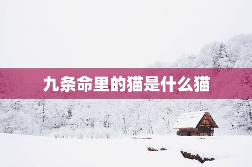 九条命里的猫是什么猫