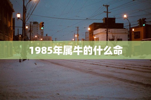 1985年属牛的什么命