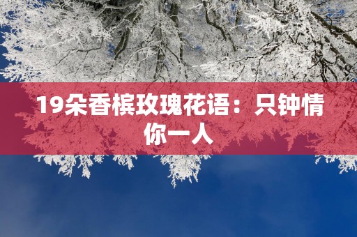 19朵香槟玫瑰花语：只钟情你一人