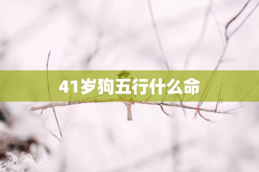 41岁狗五行什么命