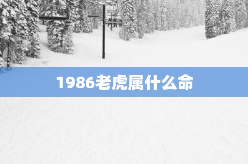 1986老虎属什么命