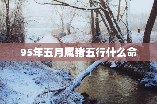 95年五月属猪五行什么命