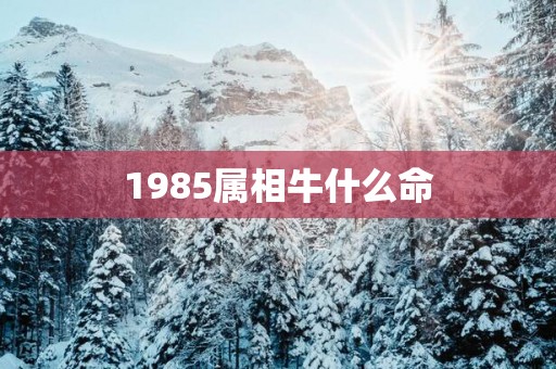 1985属相牛什么命