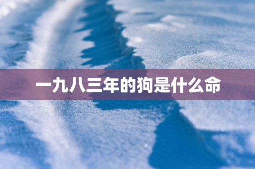 一九八三年的狗是什么命