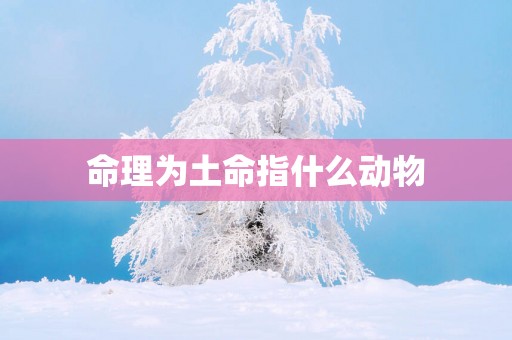 命理为土命指什么动物