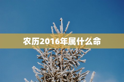 农历2016年属什么命