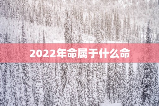2025年命属于什么命
