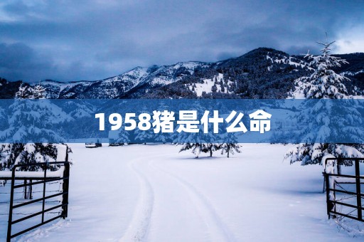 1958猪是什么命