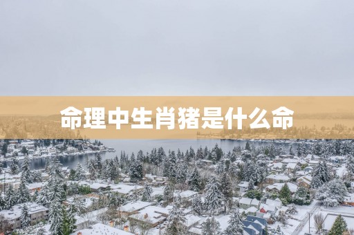 命理中生肖猪是什么命