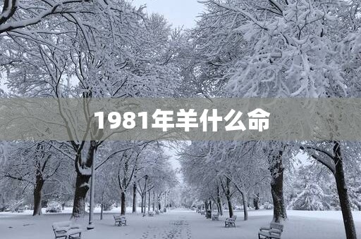 1981年羊什么命