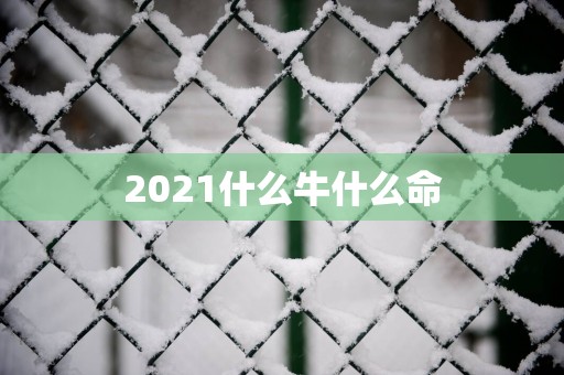 2025什么牛什么命