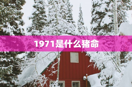1971是什么猪命
