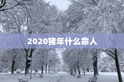 2025猪年什么命人