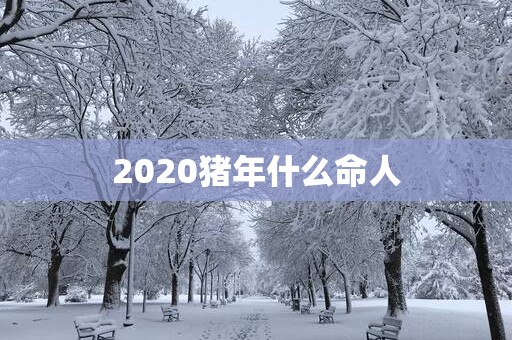 2020猪年什么命人