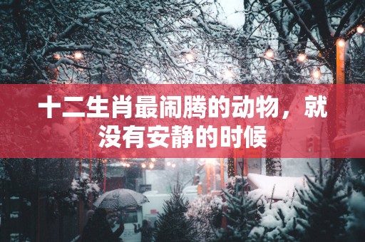 十二生肖最闹腾的动物，就没有安静的时候