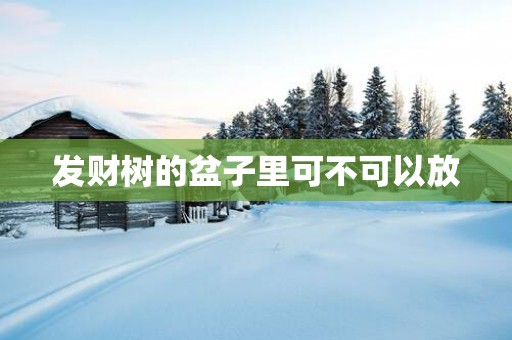 发财树的盆子里可不可以放