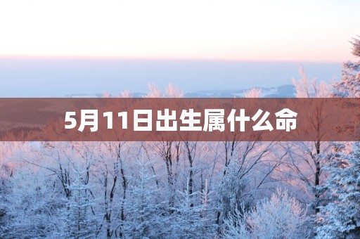 5月11日出生属什么命