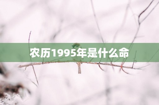 农历1995年是什么命