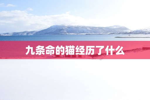 九条命的猫经历了什么