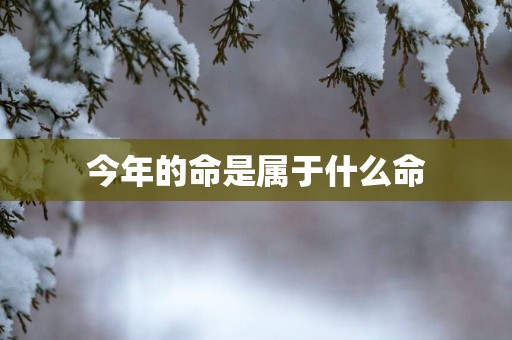 今年的命是属于什么命