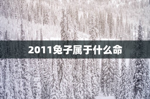2011兔子属于什么命