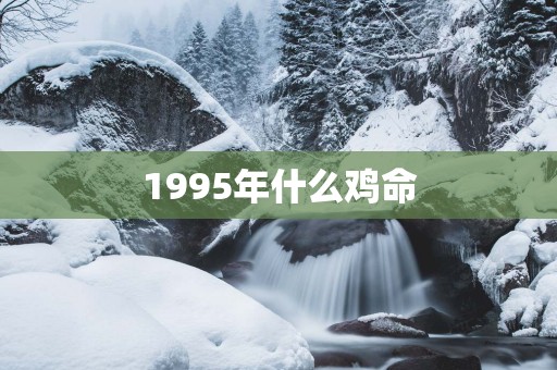 1995年什么鸡命