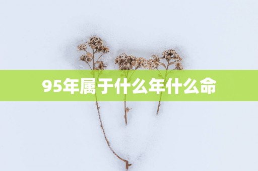 95年属于什么年什么命