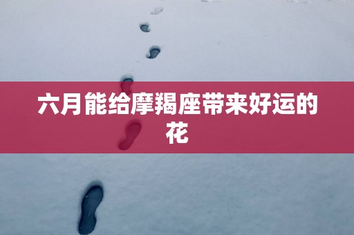 六月能给摩羯座带来好运的花