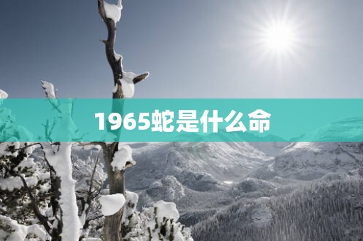 1965蛇是什么命