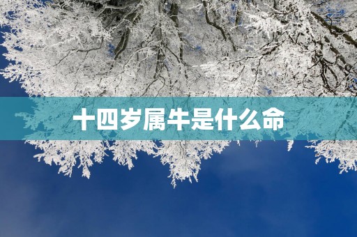 十四岁属牛是什么命