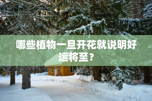 哪些植物一旦开花就说明好运将至？