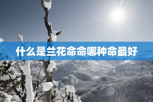 什么是兰花命命哪种命最好