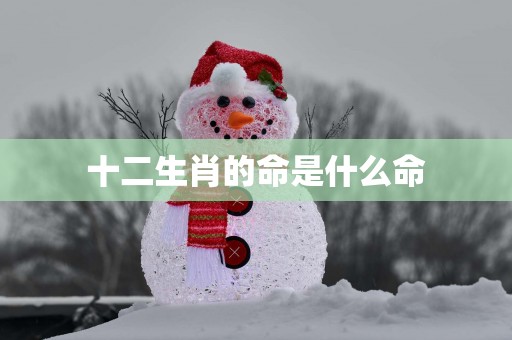十二生肖的命是什么命