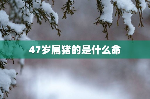 47岁属猪的是什么命