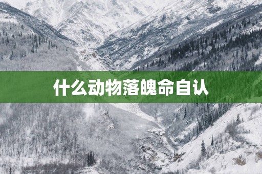 什么动物落魄命自认