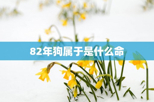 82年狗属于是什么命