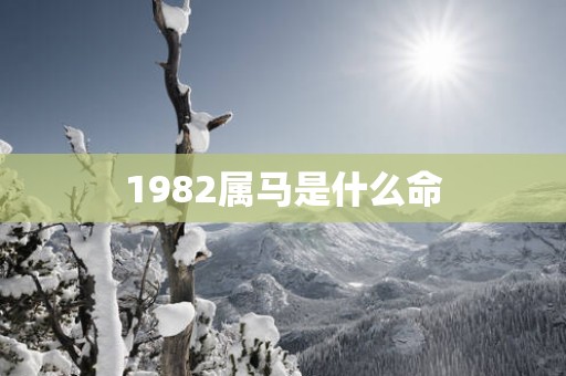 1982属马是什么命