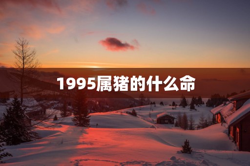 1995属猪的什么命