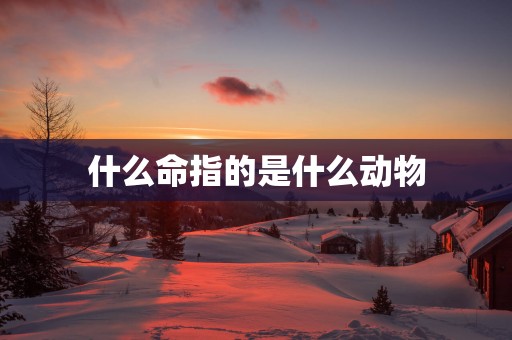 什么命指的是什么动物