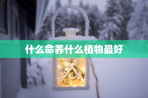 什么命养什么植物最好