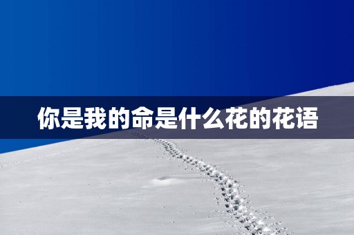 你是我的命是什么花的花语