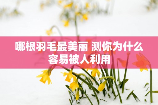 哪根羽毛最美丽 测你为什么容易被人利用
