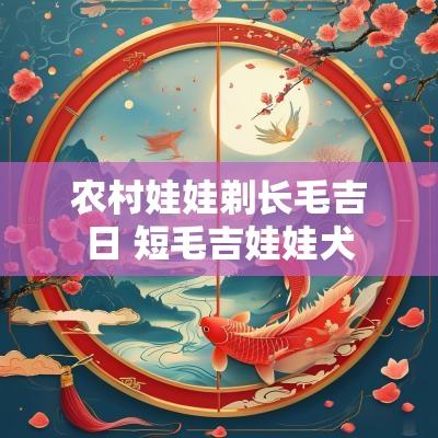 农村娃娃剃长毛吉日 短毛吉娃娃犬