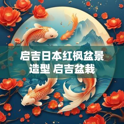 启吉日本红枫盆景造型 启吉盆栽