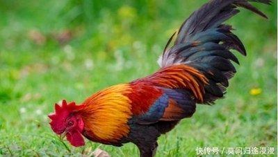 2025年中酉鸡的财运是好是坏注意运势变化