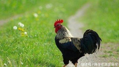 2025年中酉鸡的财运是好是坏注意运势变化