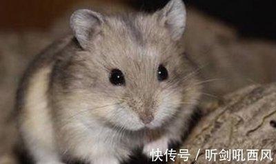 1997年属牛姻缘在哪年 多大步入婚姻殿堂能幸福