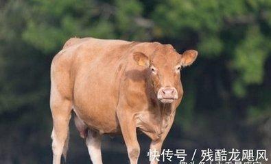 1997年属牛的最佳配偶 什么生肖与属牛人是绝配