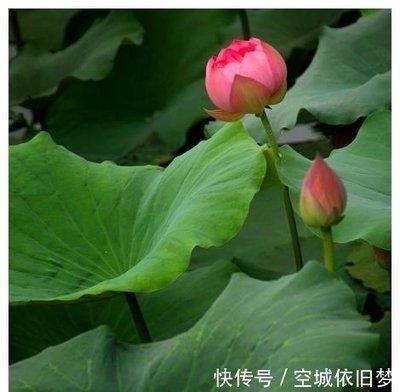 2025年事业爱情双丰收的生肖 生活越过越顺
